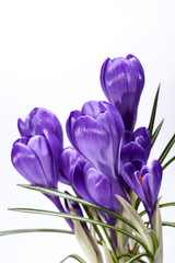 some spring flowers of crocus isolated on white background, close up