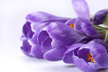 some spring flowers of crocus isolated on white background, close up