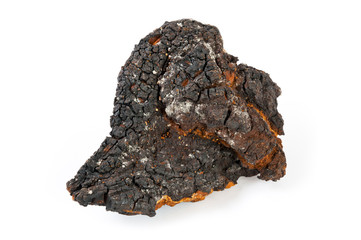 Chaga mushroom on white background