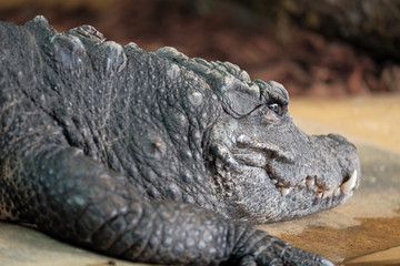 Obraz premium just chilling