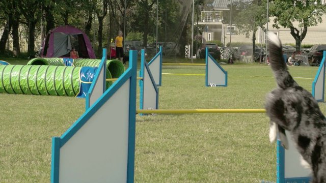 Furry black dog jumping on an obstacles in a dog show showing his agility