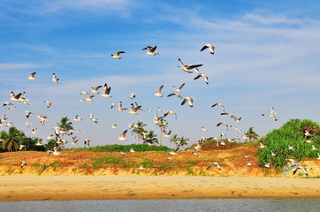 Seagulls fly over the water and the sandy beach
