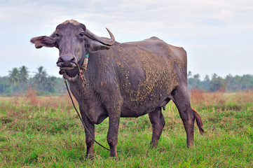 Female buffalo grazing on a green meadow in Goa, India. © FedotovAnatoly