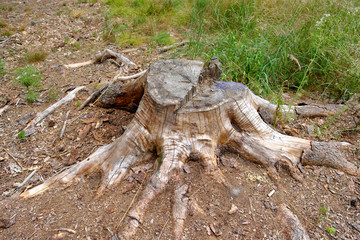 Tree stump in a forest clearing