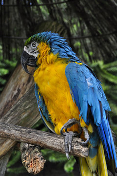 Blue and yellow macaw in nature