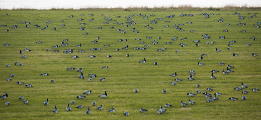 Rastende Wildgänse, Wremen, Nordsee