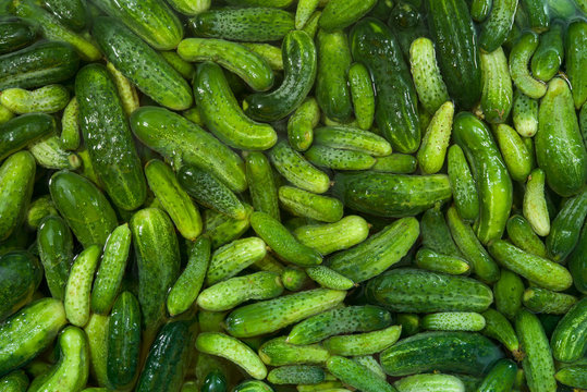 Many small ripe cucumbers