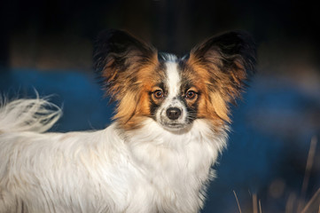 Portrait of papillon dog in winter