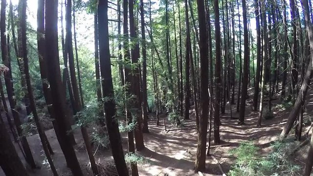 Young Redwood Forest in California