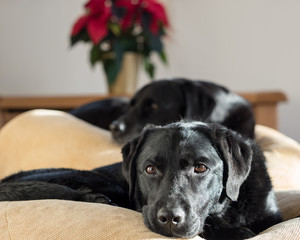 Two black Labrador dogs lying  on bean cushions in a sunny room