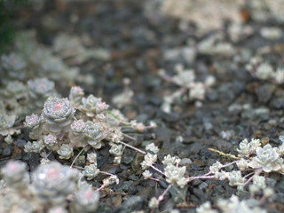 水滴の付いた小さいサボテン