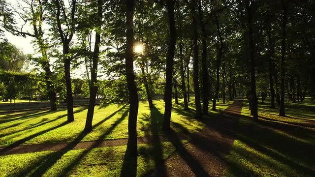 Aerial drone gliding shot of a sunny forest park
