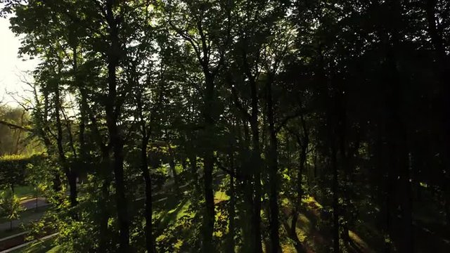 Aerial drone gliding shot of a sunny forest park.
