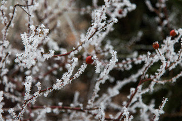 Snow covered Evergreen branch. Frost during winter