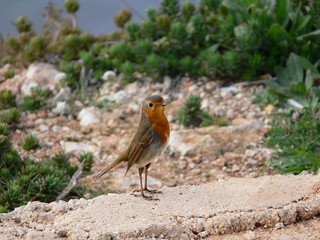 Proud Cute small bird with orange breastEuropean Robin redbreast