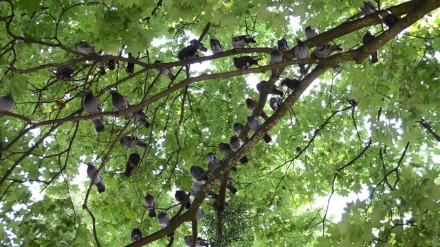 Pigeons on a branch