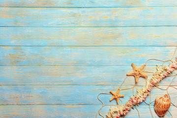 Seashells on light blue background