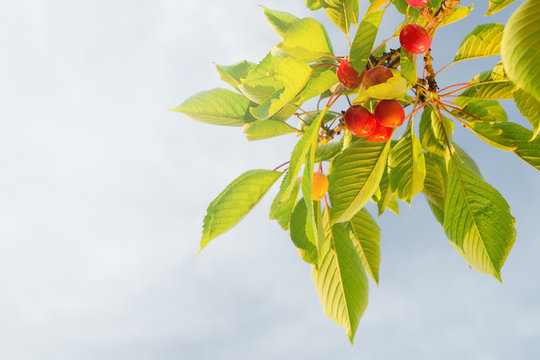 Ripe cherries on branch background - low angle view