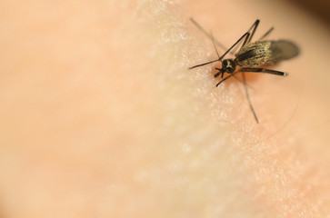 Mosquito bite