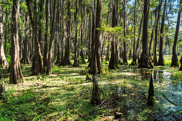 Roots of Cypress trees at Caddo Lake,  Texas - 98925968