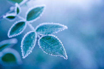 Frosty leaves on blue background - abstract