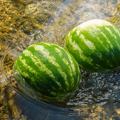 Cooling the watermelon in the river