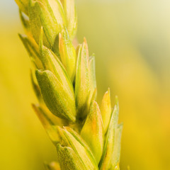 Wheat stem close up - square composition