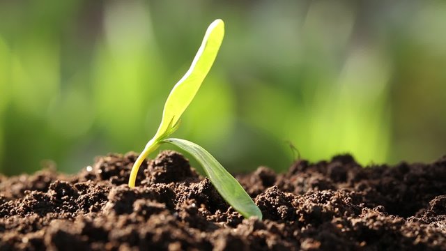 A woman planted a young plant in soil