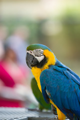 Macaw