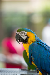 Macaw