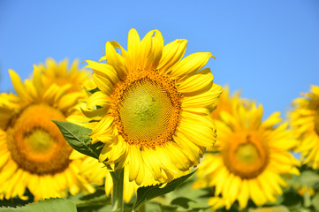 Obraz premium Sunflower close up in the field 