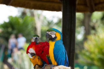 Macaw