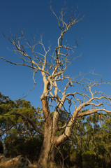 Dead eucalyptus tree in Australian bush