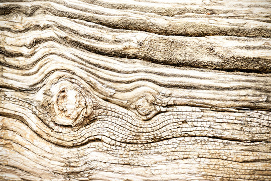 Bark Tree wood texture