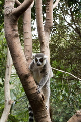 Ring tailed Lemur 