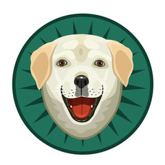 each Labrador dog/ Labrador dog good friend dog is calm, kind and attentive to the world.