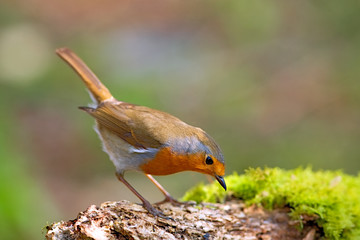 Robin bird on a branch