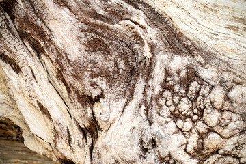 Bark Tree wood texture