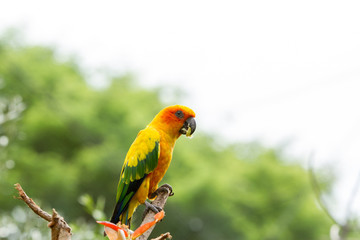 Sun parakeet or sun conure (Aratinga solstitialis) with blurred background 