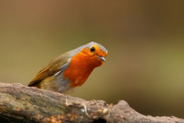 Robin bird on a branch