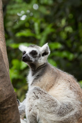 Ring tailed Lemur 