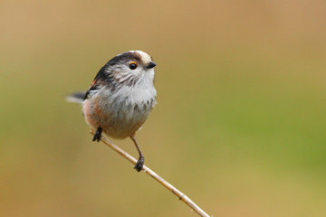 Long tailed tit bird in the wild