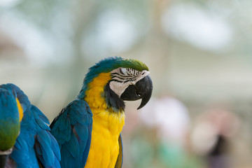 Macaw