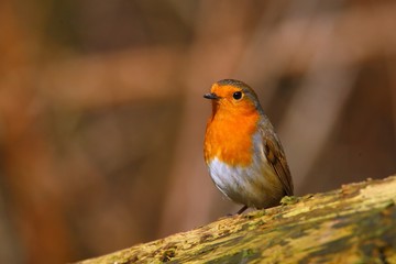 Robin bird on a branch