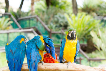 Macaw