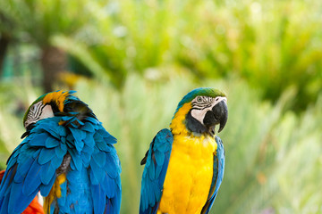 Macaw