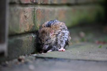 A wet rat on the ground after a rainy night
