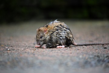 A wet rat on the ground after a rainy night