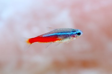 Neon Tetra Paracheirodon innesi freshwater tropical fish