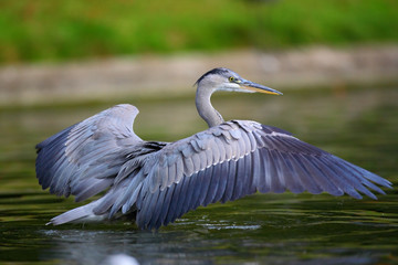 Heron in the water